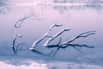 submerged winter tree branches