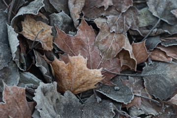 fall leaves with hoarfrost