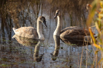 Obraz premium Youngs swans swimming in a lake in the netherlands on an autumn day