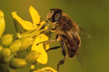 Schwebefliege