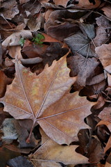 Colorful Autumn leaves