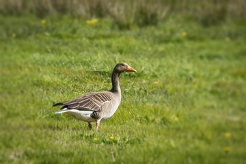 Grey goose on a green field in the summer