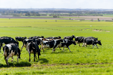 Cattle on a green field in the spring