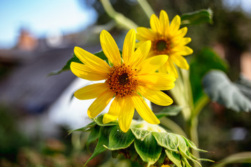 Beautiful yellow sunflower in summer.
