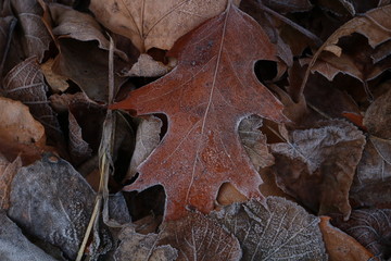Colorful Autumn leaves