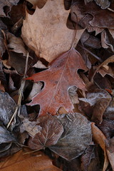 Colorful Autumn leaves
