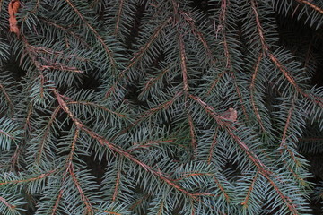 Naklejka na ściany i meble Background of blue spruce branches - the national tree of Colorado close-up.