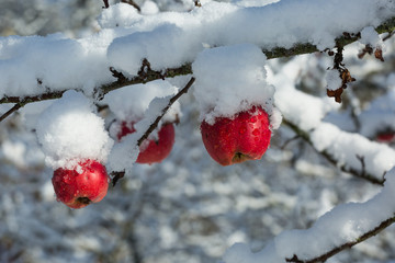 &Auml;pfel vom Schnee bedeckt