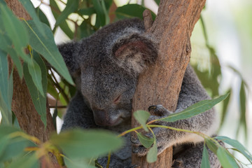 Fototapeta premium Kopf eines schlafenden Koala