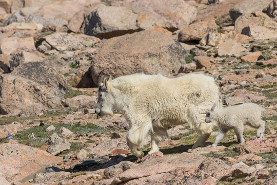 Mountain Goat Nanny and kid