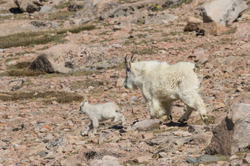 Mountain Goat Nanny and kid