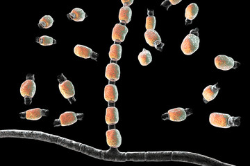 Fungi Coccidioides immitis, saprophytic stage, 3D illustration showing fungal arthroconidia. Pathogenic fungi that reside in soil and can cause infection coccidioidomycosis, or Valley fever