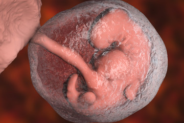 Four week embryo, late part of the fourth week on pregnancy, scientifically precise 3D illustration