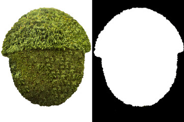 evergreen tree isolated