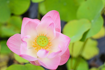 Close-up of beautiful pink lotus, Thailand.