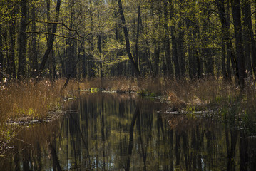 Fototapeta na wymiar Early spring, small river, black alder forest