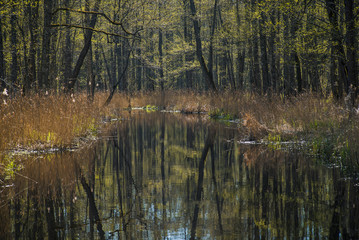 Early spring, small river, black alder forest
