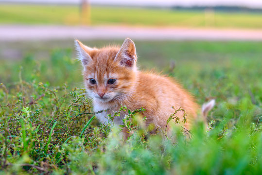 Ginger Kitten In The Grass