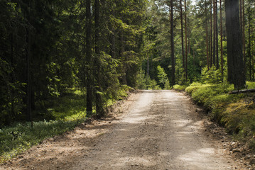 Fototapeta na wymiar Gravel road in forest
