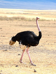 Ostrich, walking along African Savanna.
