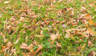 autumn in the clearing