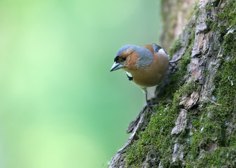 Male chaffinch close-up. Photographed on a tree on a blurry light green background. Identification signs of the bird are clearly visible.