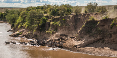 Zebras and wildebeest during migration from Serengeti to Masai Mara