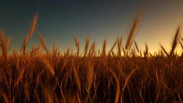 wheat field on sunset animation loop