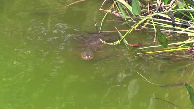 Florida Softshell Turtle In water at Everglades National Park, Apalone ferox