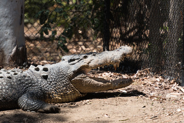 Obraz premium Krokodil in Wartestellung