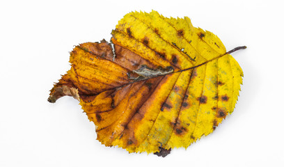 Herbstliches Buchenblatt