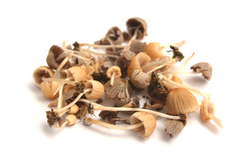 coprinellus disseminatus mushrooms