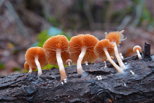 tubaria pellucida mushroom