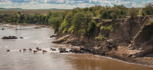 Zebras and wildebeest during migration from Serengeti to Masai Mara