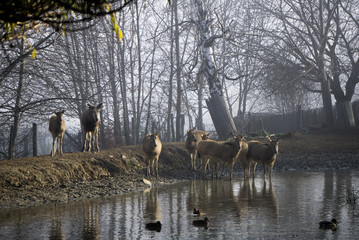 Milu deers at the watering hole inside the zoo. The species is extinct in the wild