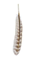 bird feather isolated on white background