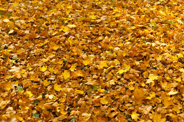 Autumn yellow  leaves on ground