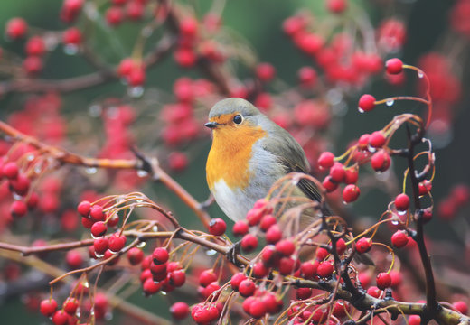 European robin sits on a hawthorn bush wit a red berries and rain drops on them