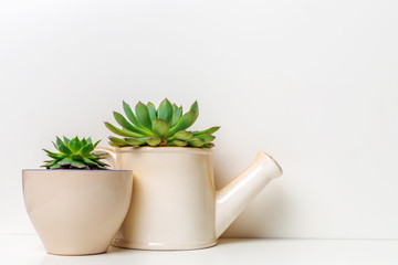 Small succulent plants in pots in home interior
