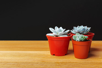 Small succulent plants in pots in home interior