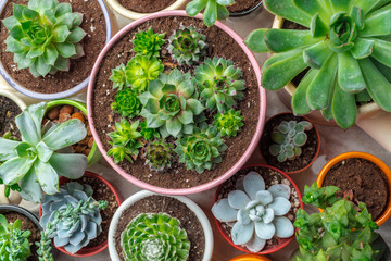 Variety of Succulents  in different  pots
