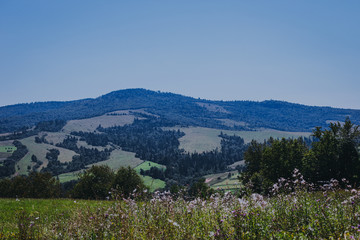 Mountains and field with flowers