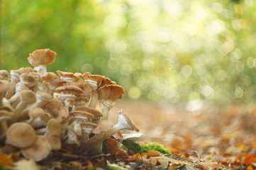 Mushrooms with bokeh background in the forest