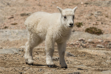 Fototapeta premium Cute Mountain Goat Kid
