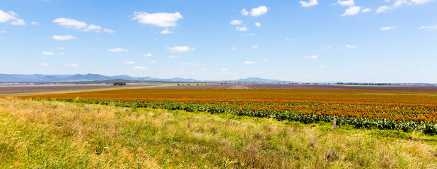 sorghum fields near Quirindi New South Wales