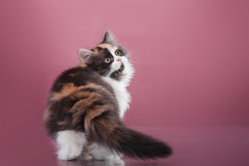 Fototapeta na wymiar Kitten Scottish breed