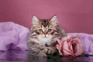 Kitten Scottish breed