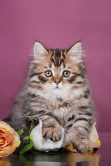 Kitten Scottish breed