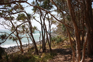 Fototapeta na wymiar Pandanus Palms at the Australian Beach in Noosa, Queensland on a summer day