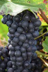 Weintrauben